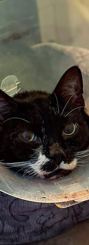 Help Roma Heal After Dog Attack