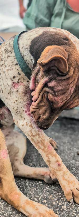 Help Abused Dog Suffering from Infection
