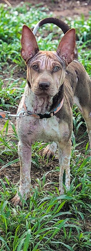 Help Abused Dog Suffering from Infection