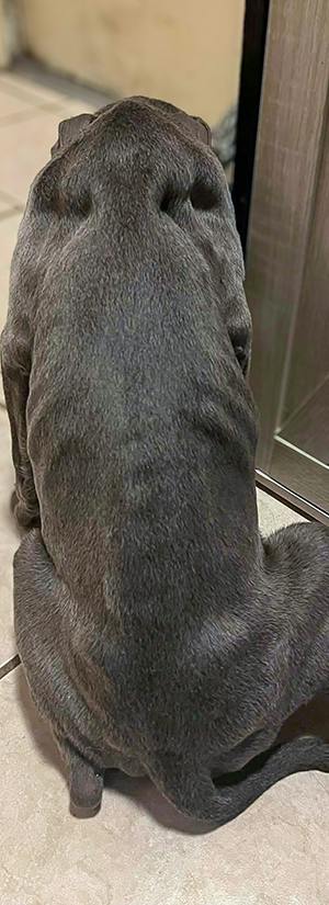 Help Abused Dog With Two Broken Legs Walk Again