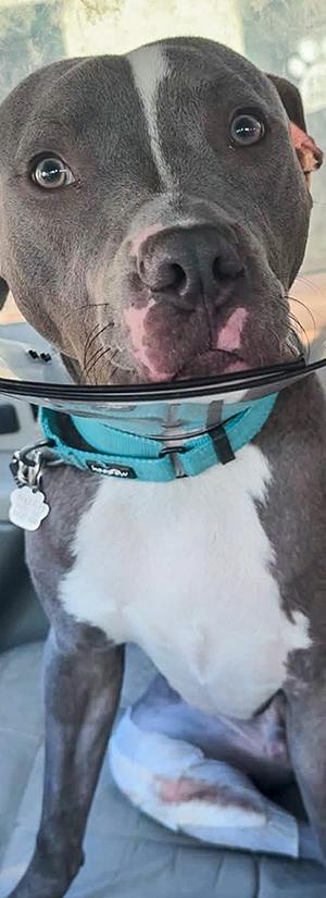 Help Abused Dog With Two Broken Legs Walk Again