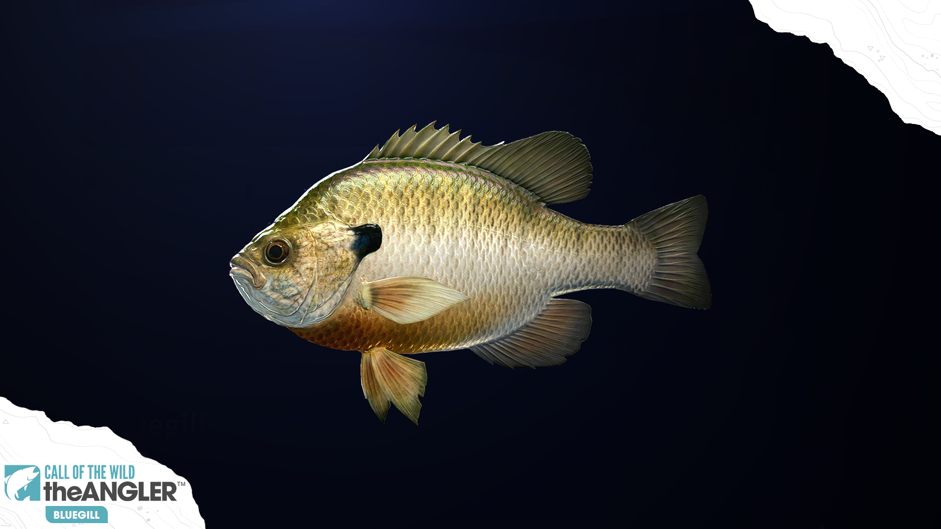 An image of the fish species, Bluegill.