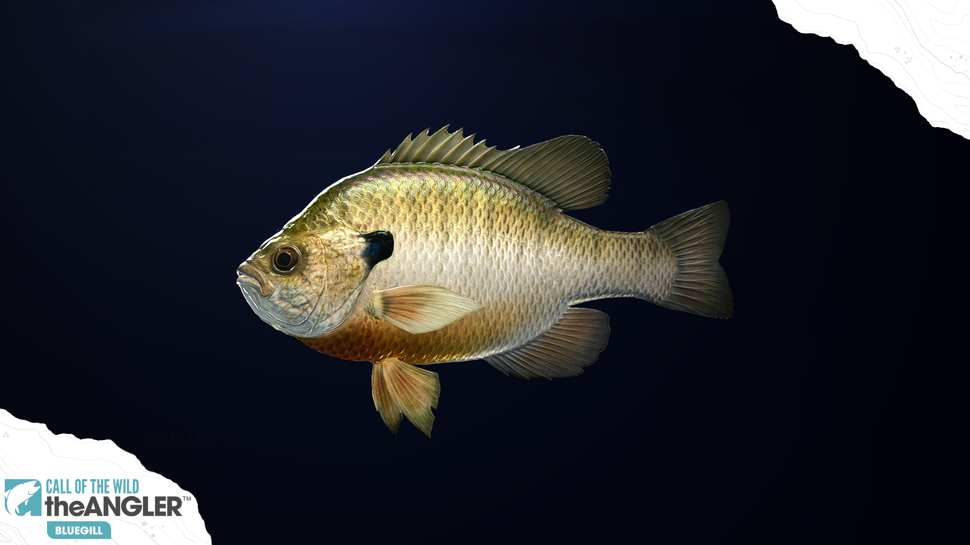 Call Of The Wild The Angler, The 12 Species And Traits In The Golden Ridge  Reserve 