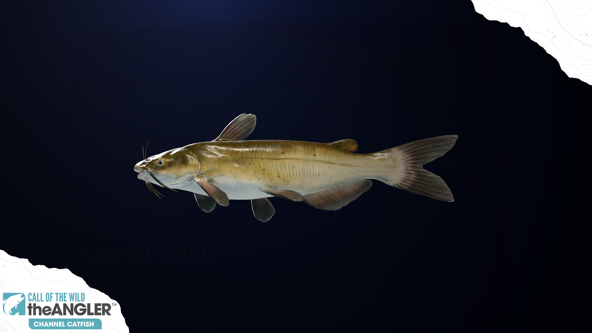 An image of the fish species, Channel Catfish.