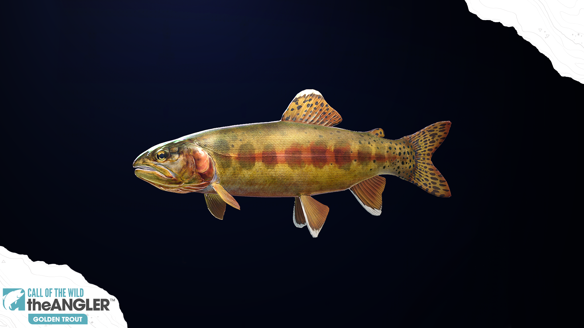 An image of the fish species, Golden Trout.