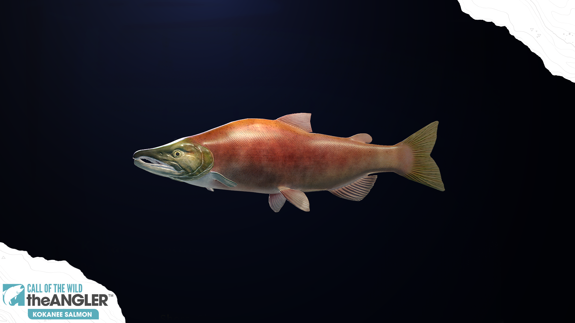 An image of the fish species, Kokanee Salmon.