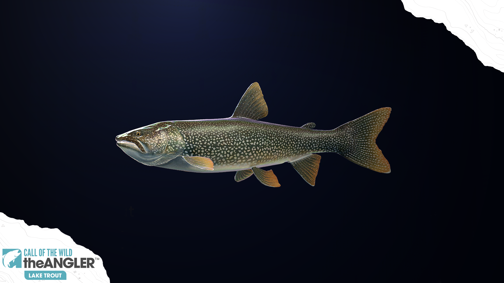 An image of the fish species, Lake Trout.