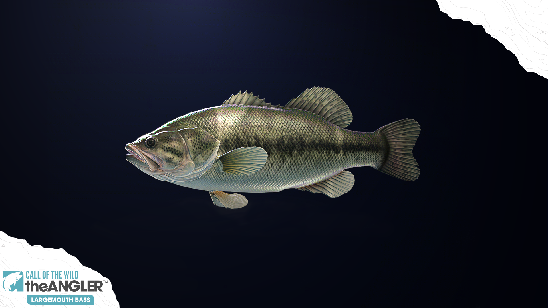 An image of the fish species, Largemouth Bass.