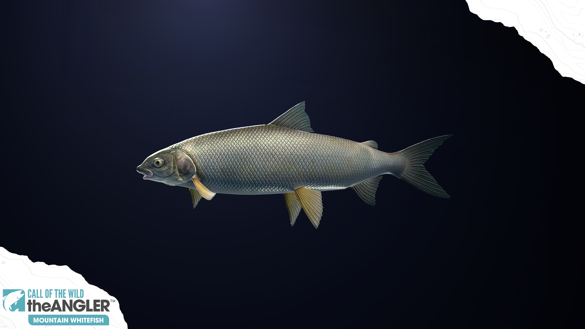 An image of the fish species, Mountain Whitefish.