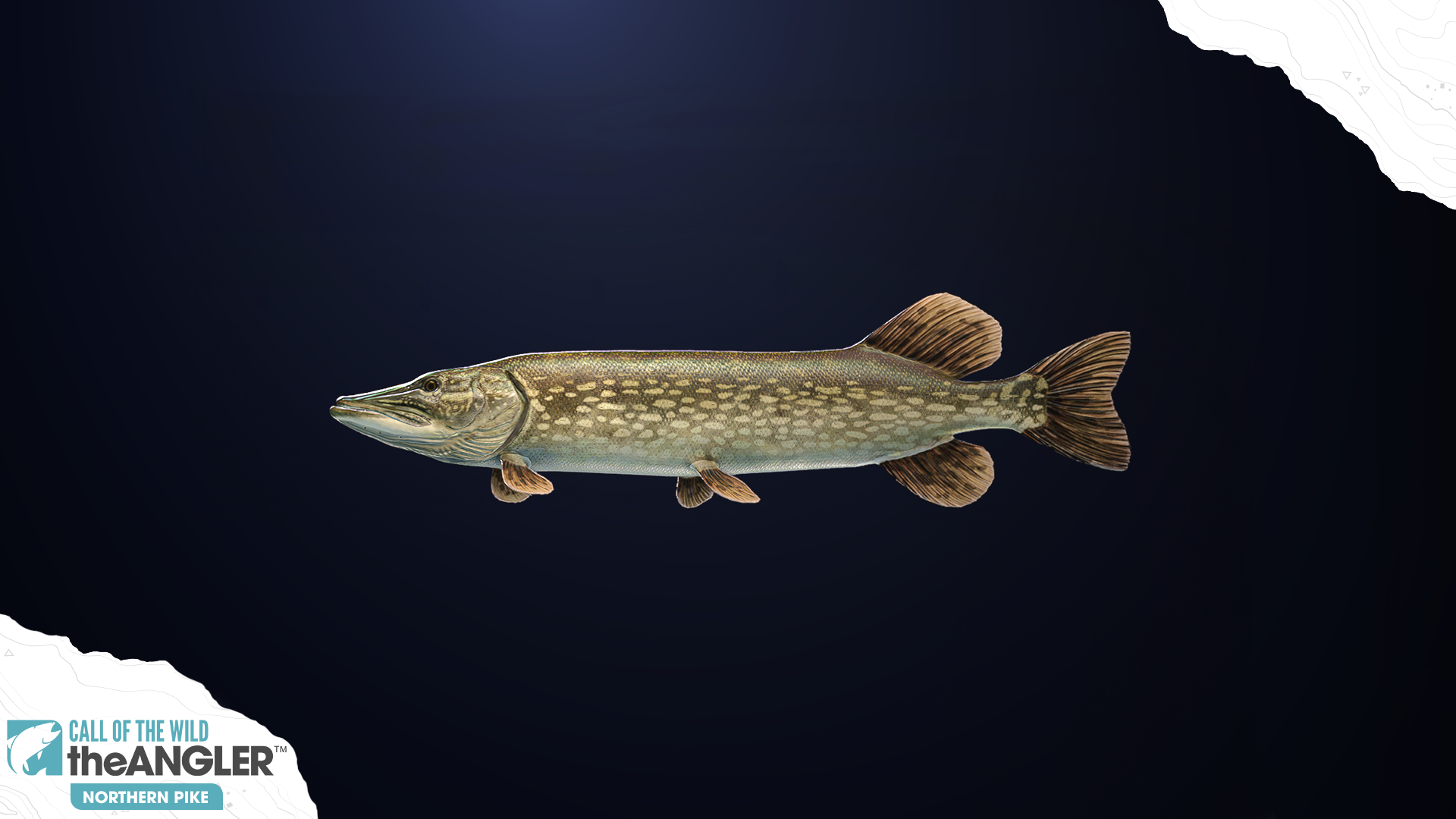 An image of the fish species, Northern Pike.