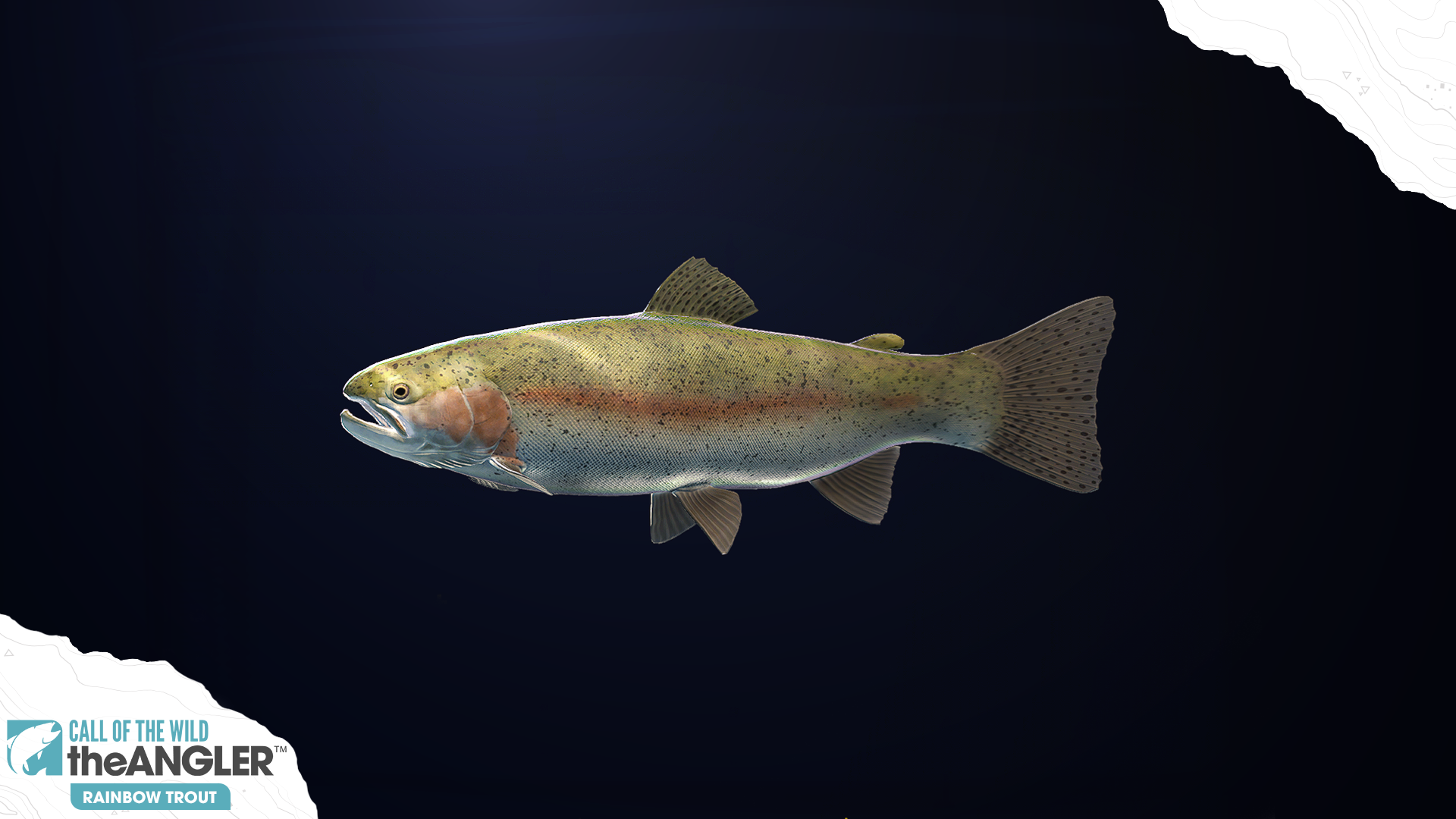 An image of the fish species, Rainbow Trout.