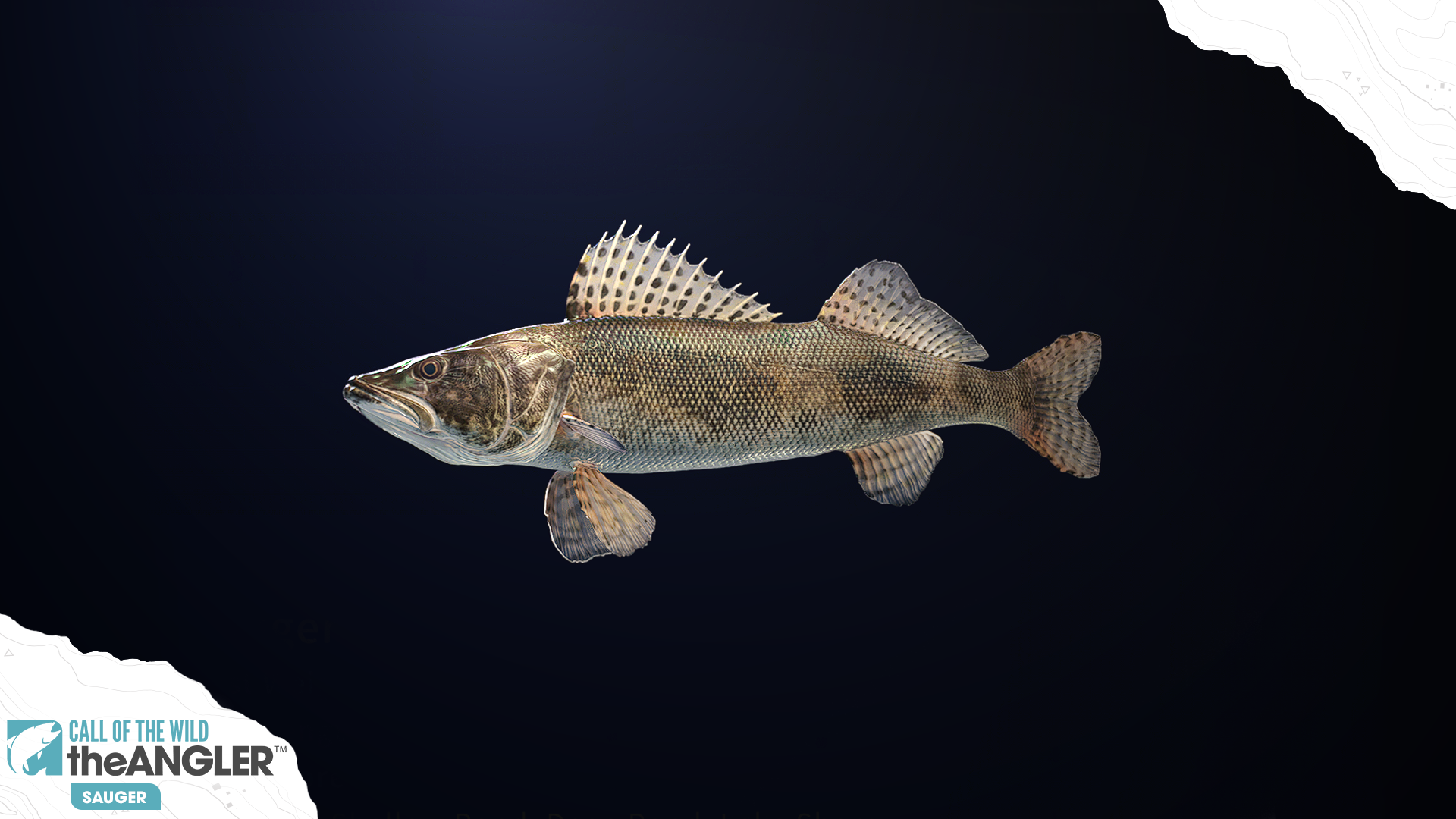 An image of the fish species, Sauger.