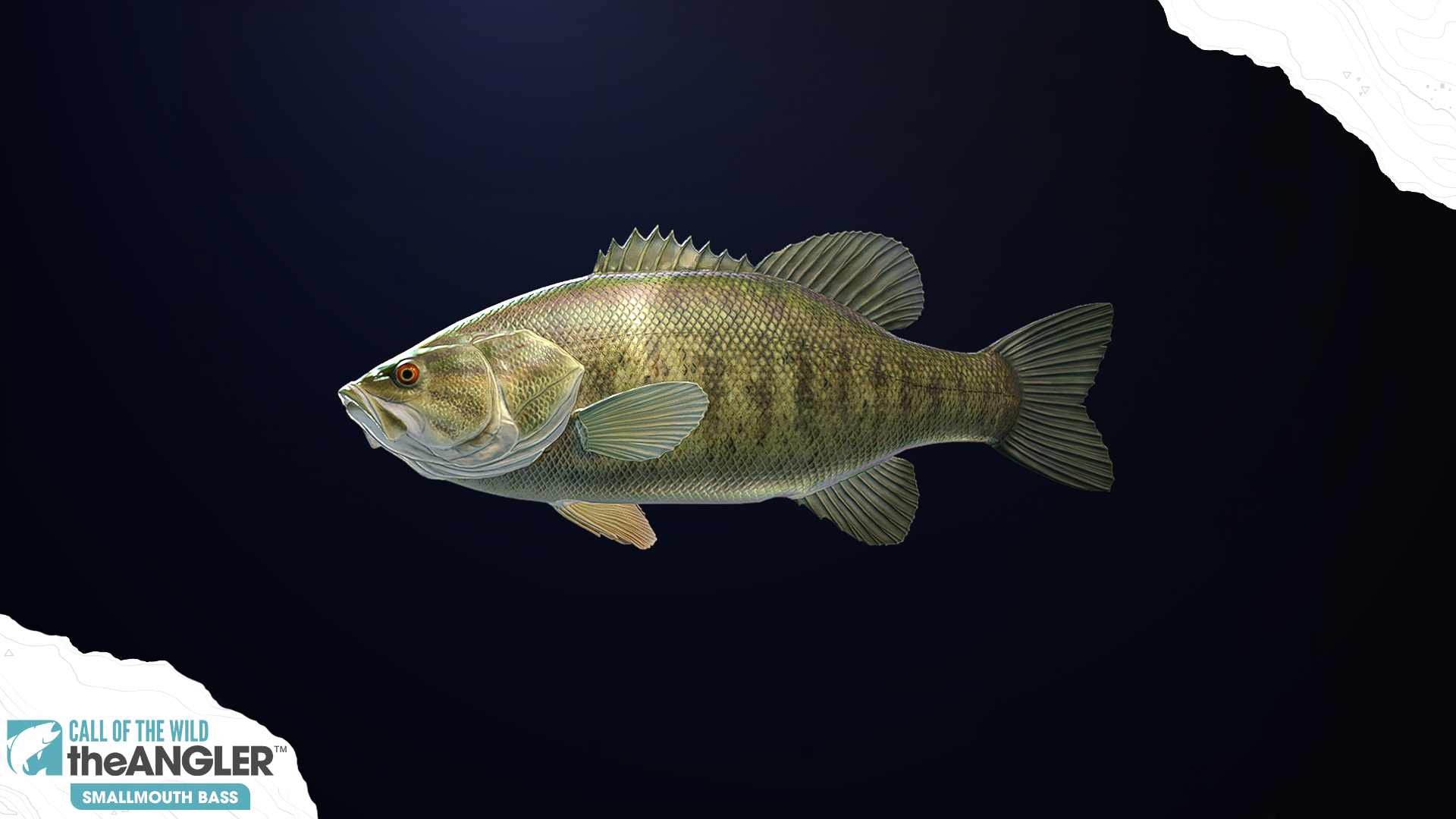 An image of the fish species, Smallmouth Bass.