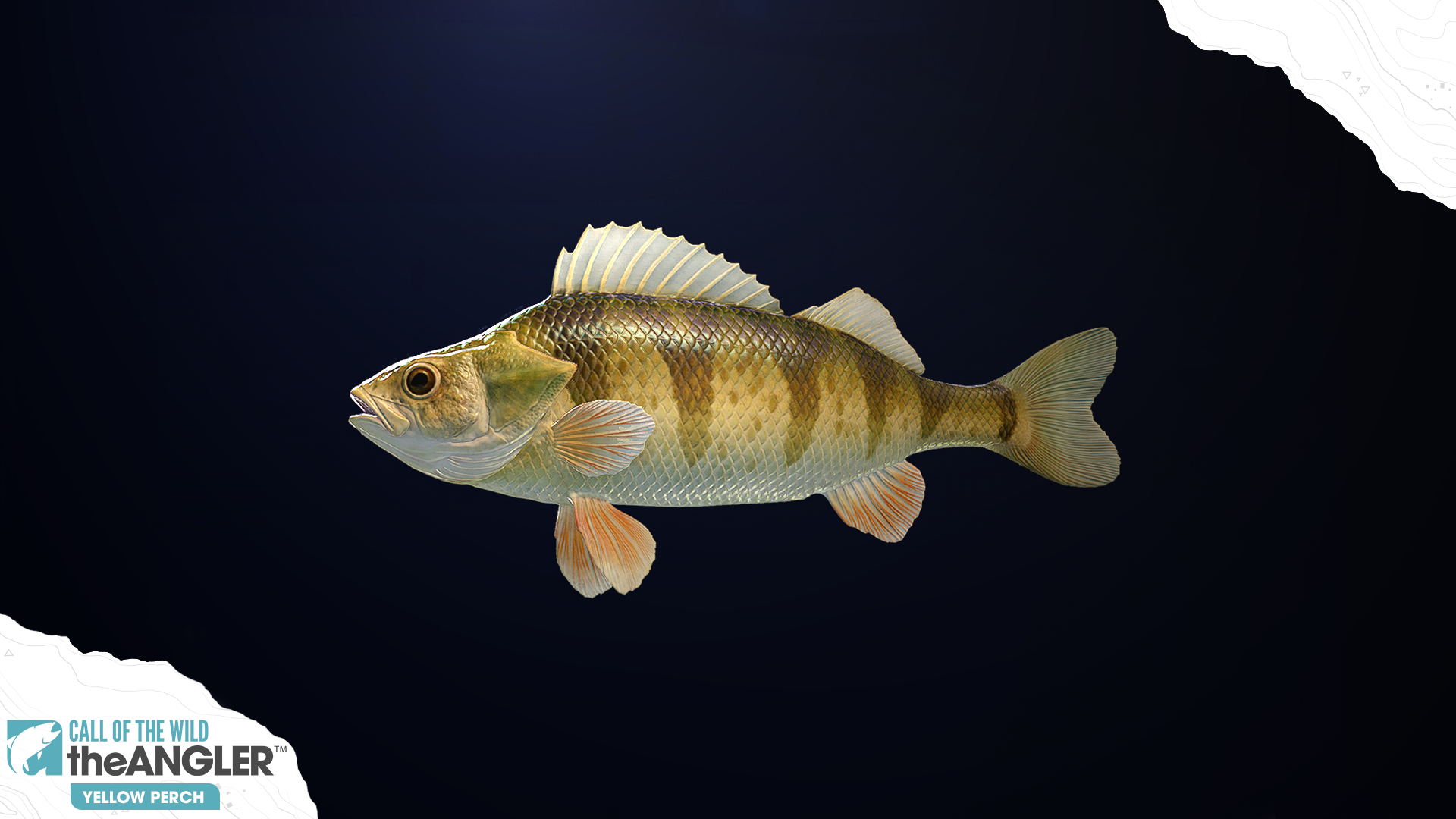 An image of the fish species, Yellow Perch.