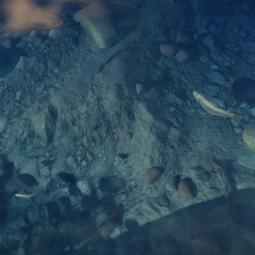 A top-down view of various fish species swimming in a lake in Golden Ridge Reserve.