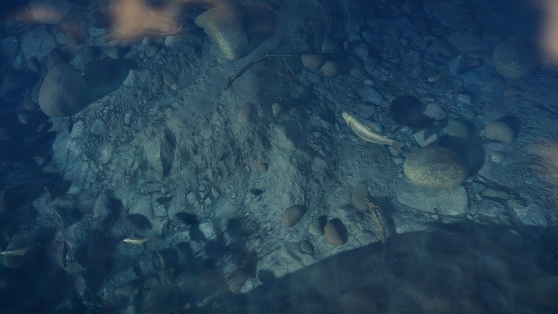 A top-down view of various fish species swimming in a lake in Golden Ridge Reserve.