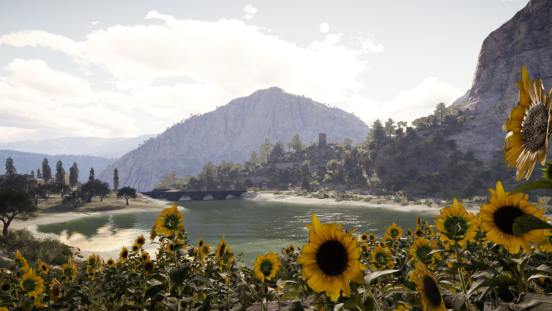 A field of sunflowers in Aguas Claras, The Angler's third reserve, located in Spain.