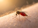 insectenbeet insect op huid