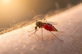 insect op huid