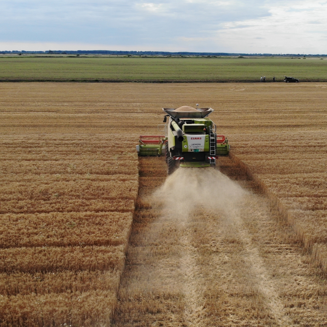 LoginEKO wheat harvesting
