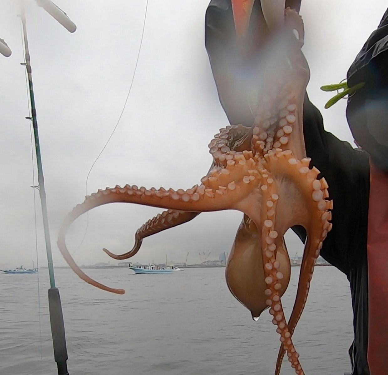 japanese octopus on a hook caught in tokyo bay