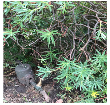 Bush/tree sap