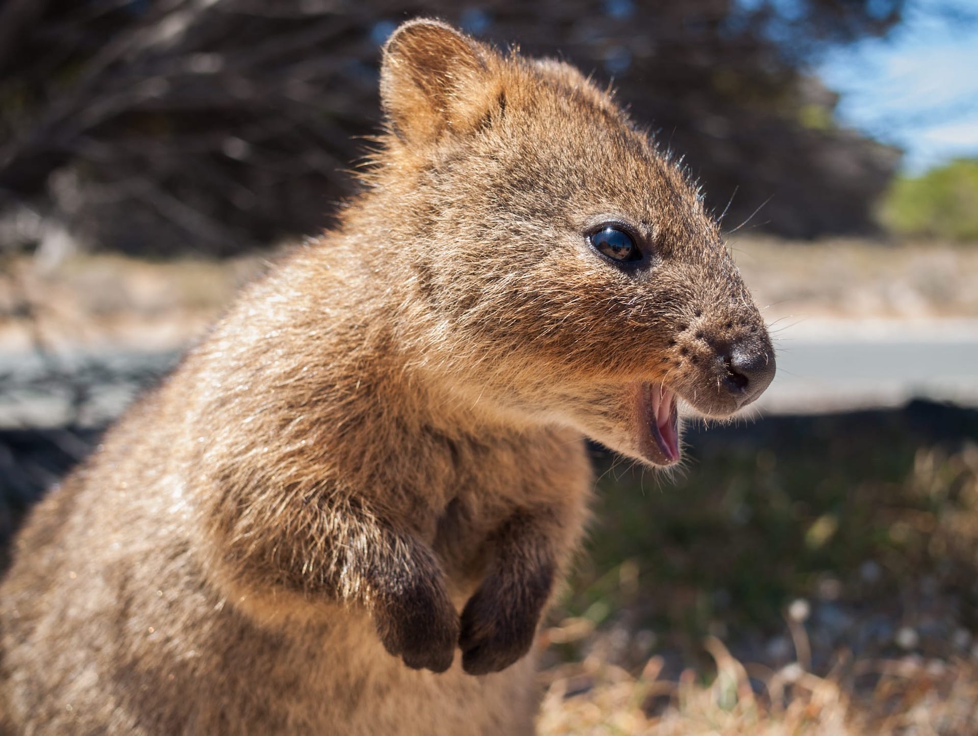 quokka golf buggy