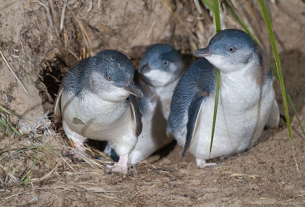 penguins on phillip island