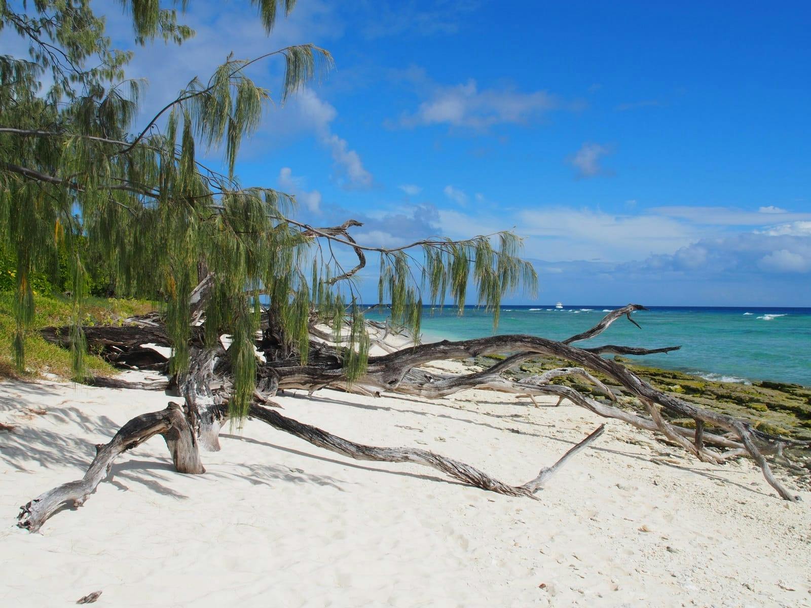 lady musgrave island