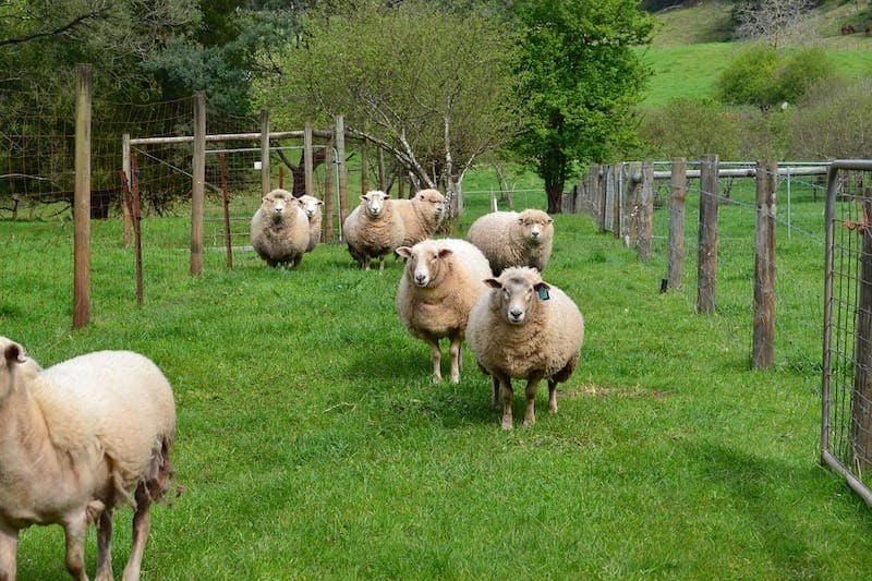 who has more sheep australia or new zealand