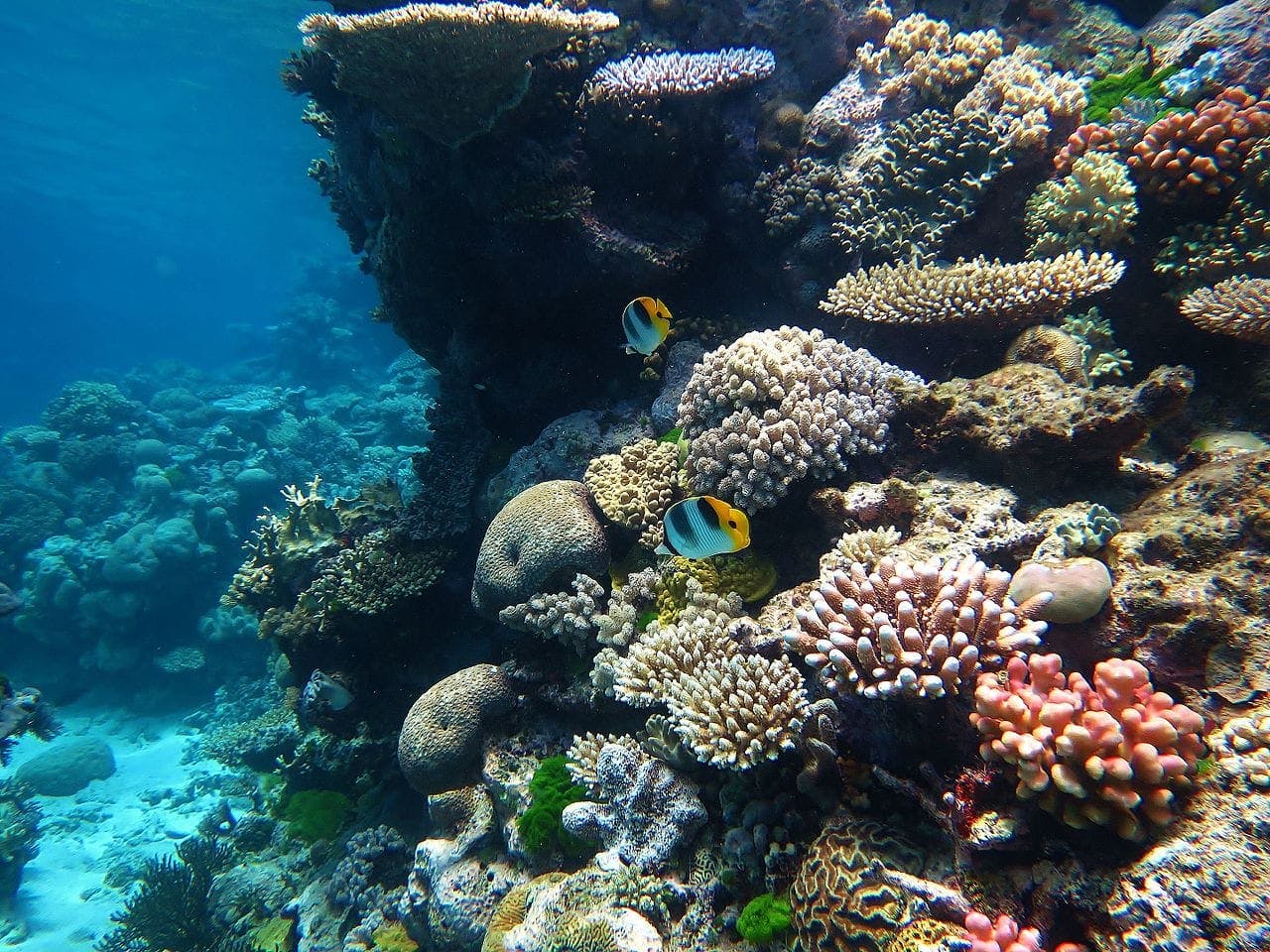 great barrier reef