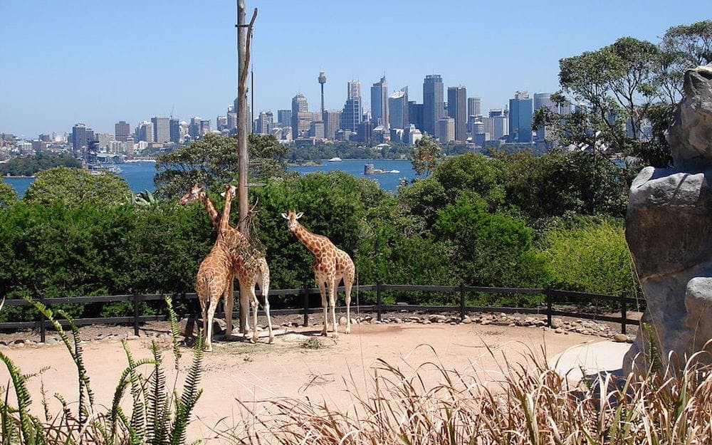 places to go in sydney taronga zoo