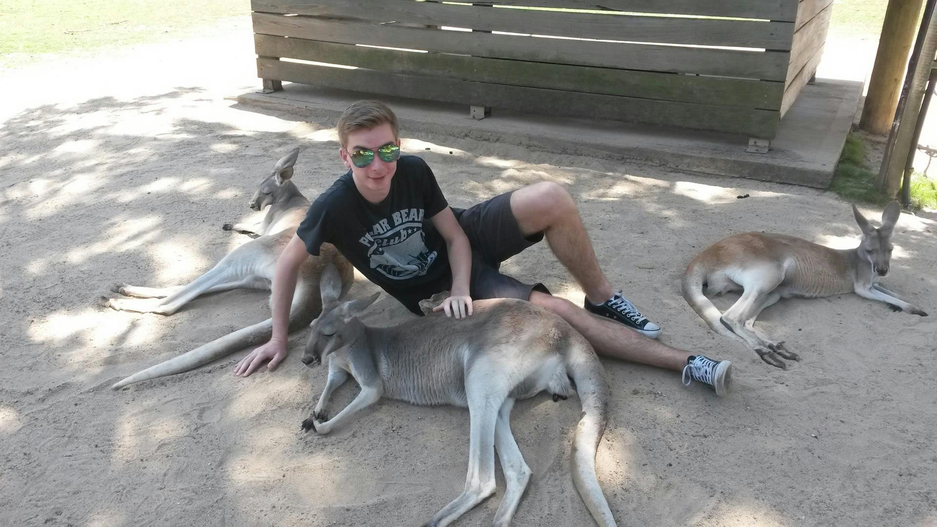 meet kangaroos in brisbane