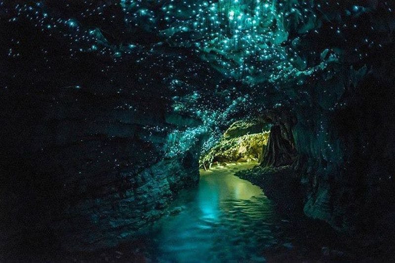 waitomo glow worm caves