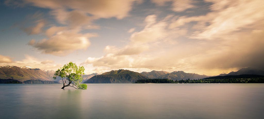 that wanaka tree new zealand