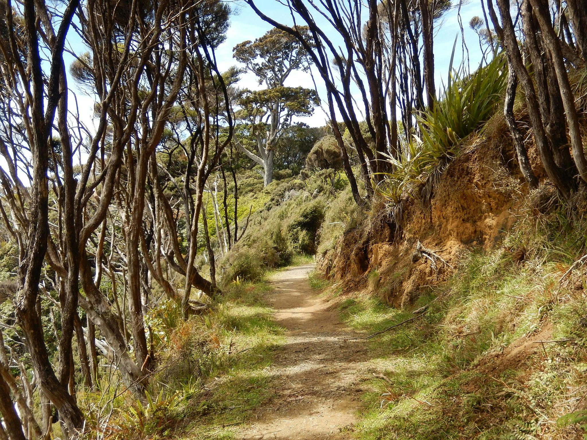 the rakiura track stewart island 9 great new zealand walks