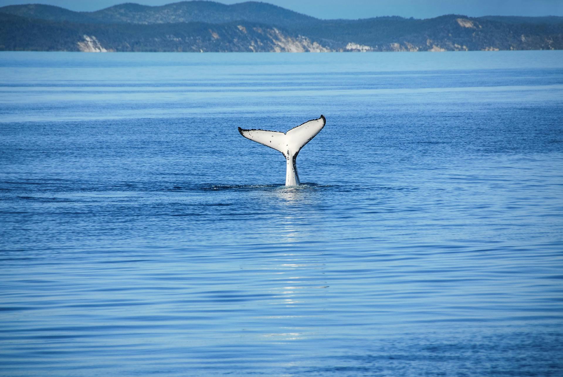 humpback whale facts