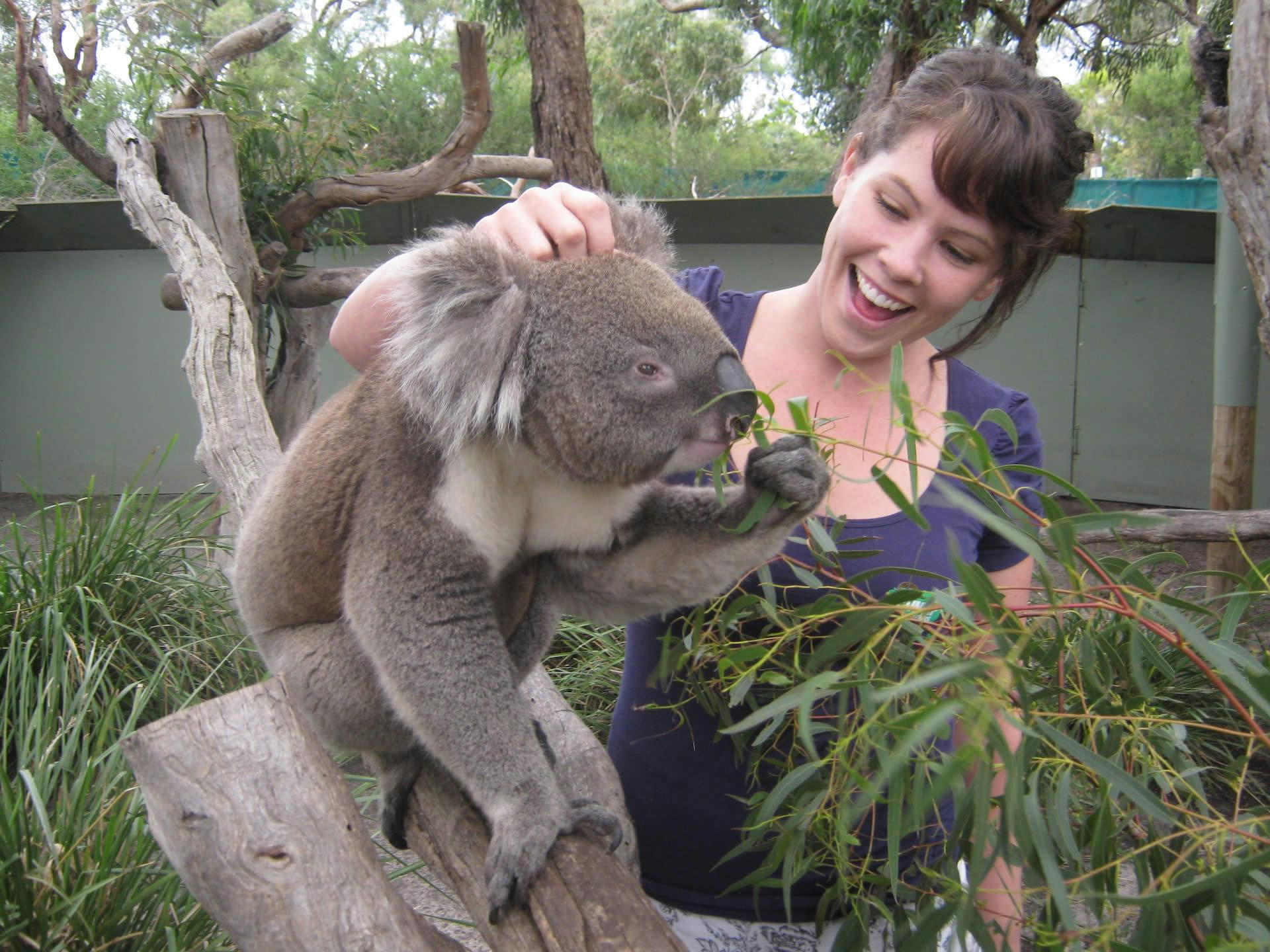 phillip island tour