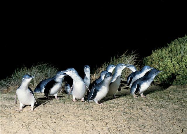 phillip island penguin parade