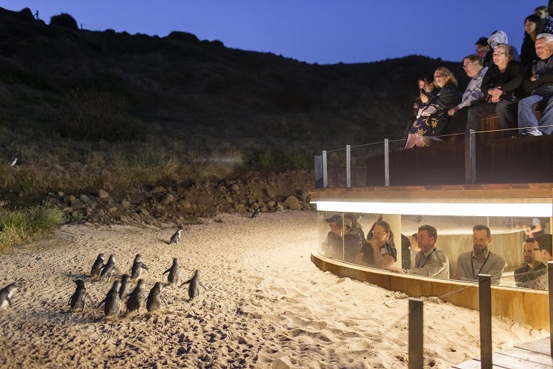 watch the phillip island penguin parade