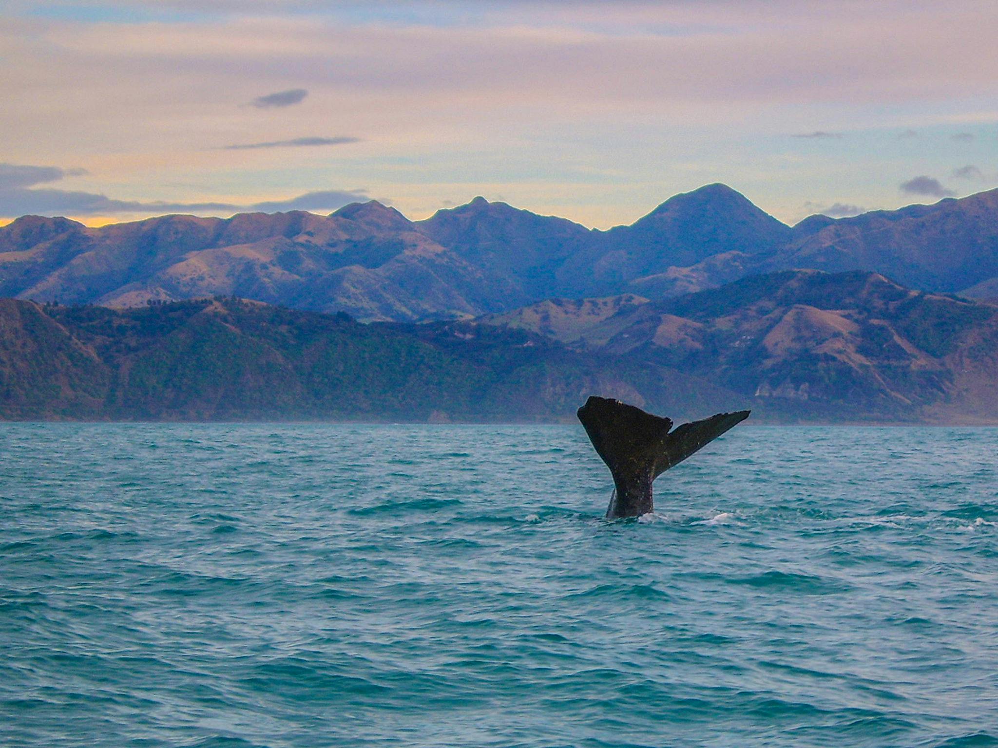 whale watching kaikoura