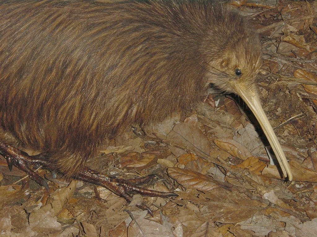 kiwi bird flightless bird new zealand