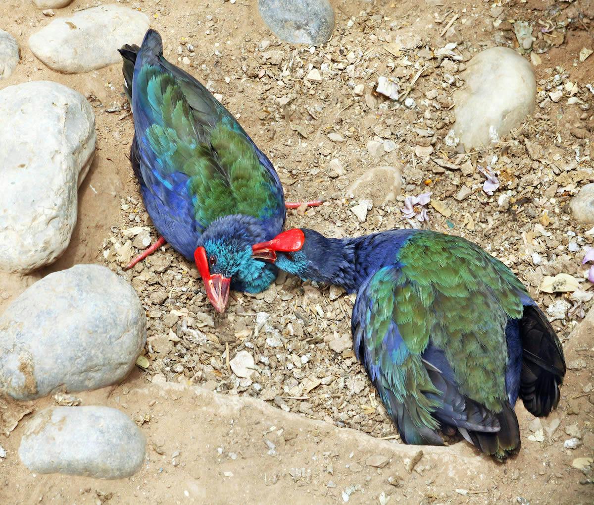 takahe rare birds new zealand