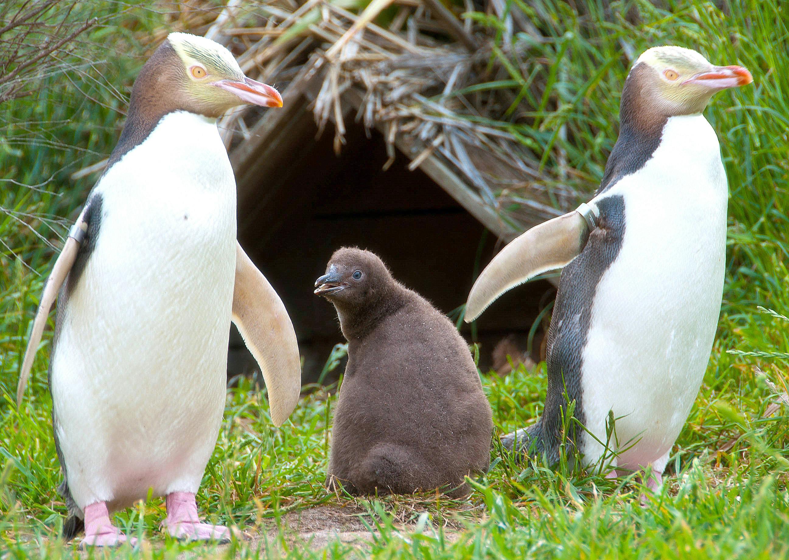 penguins - new zealand animals