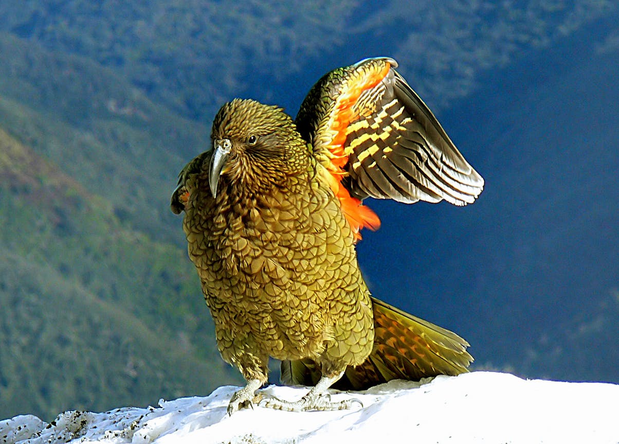 New Zealand Animals Birds Native New Zealand Wildlife new-zealand-animals-birds-native-new-zealand-wildlife