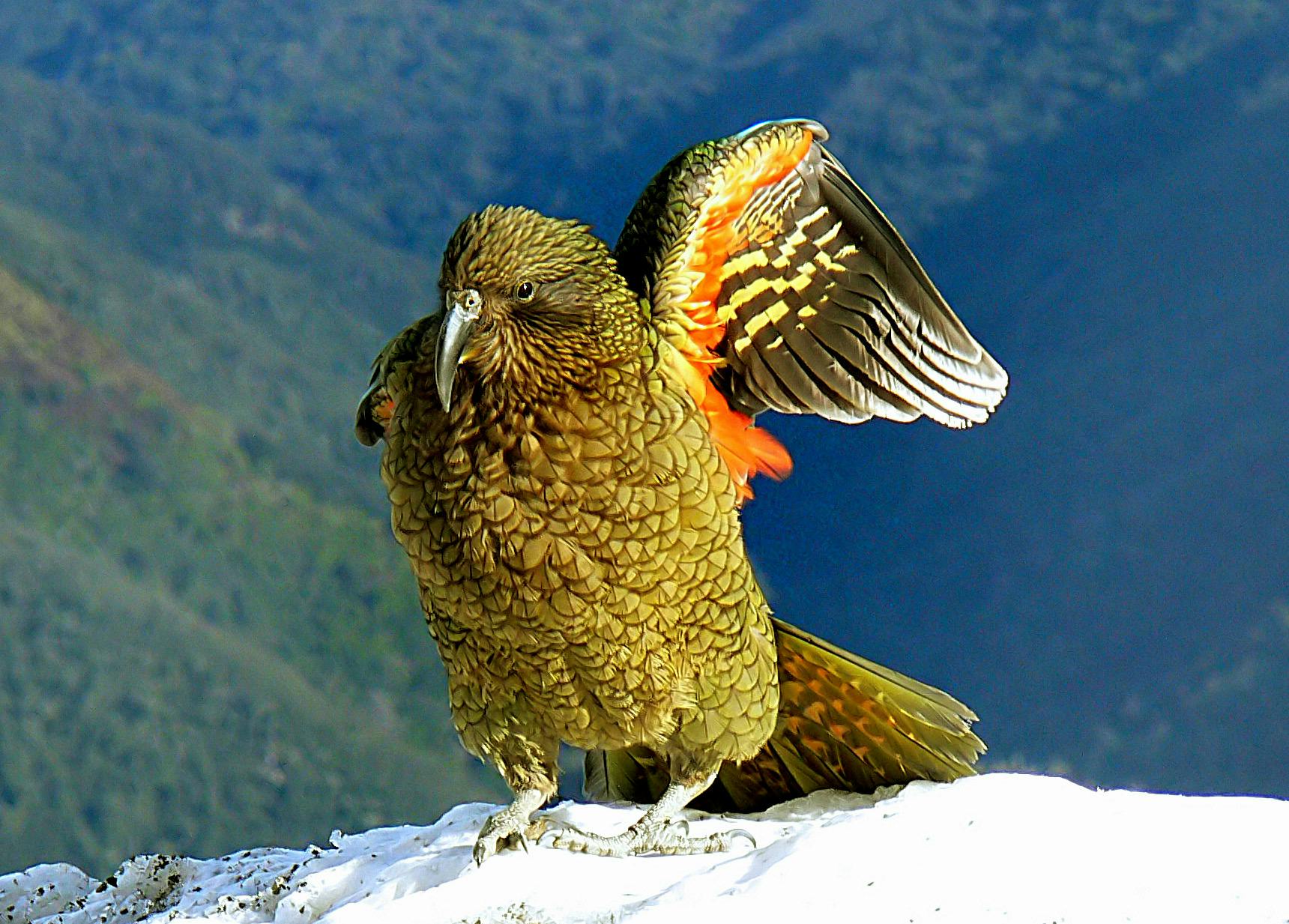 kew new zealand birds