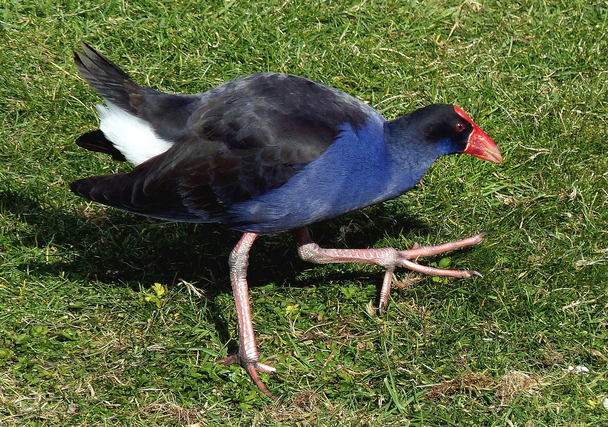 pukeko swamp hen