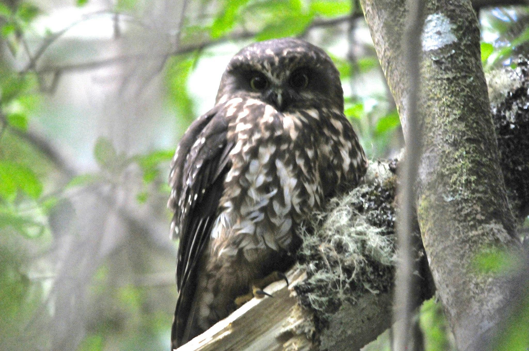 morepork new zealand wildlife