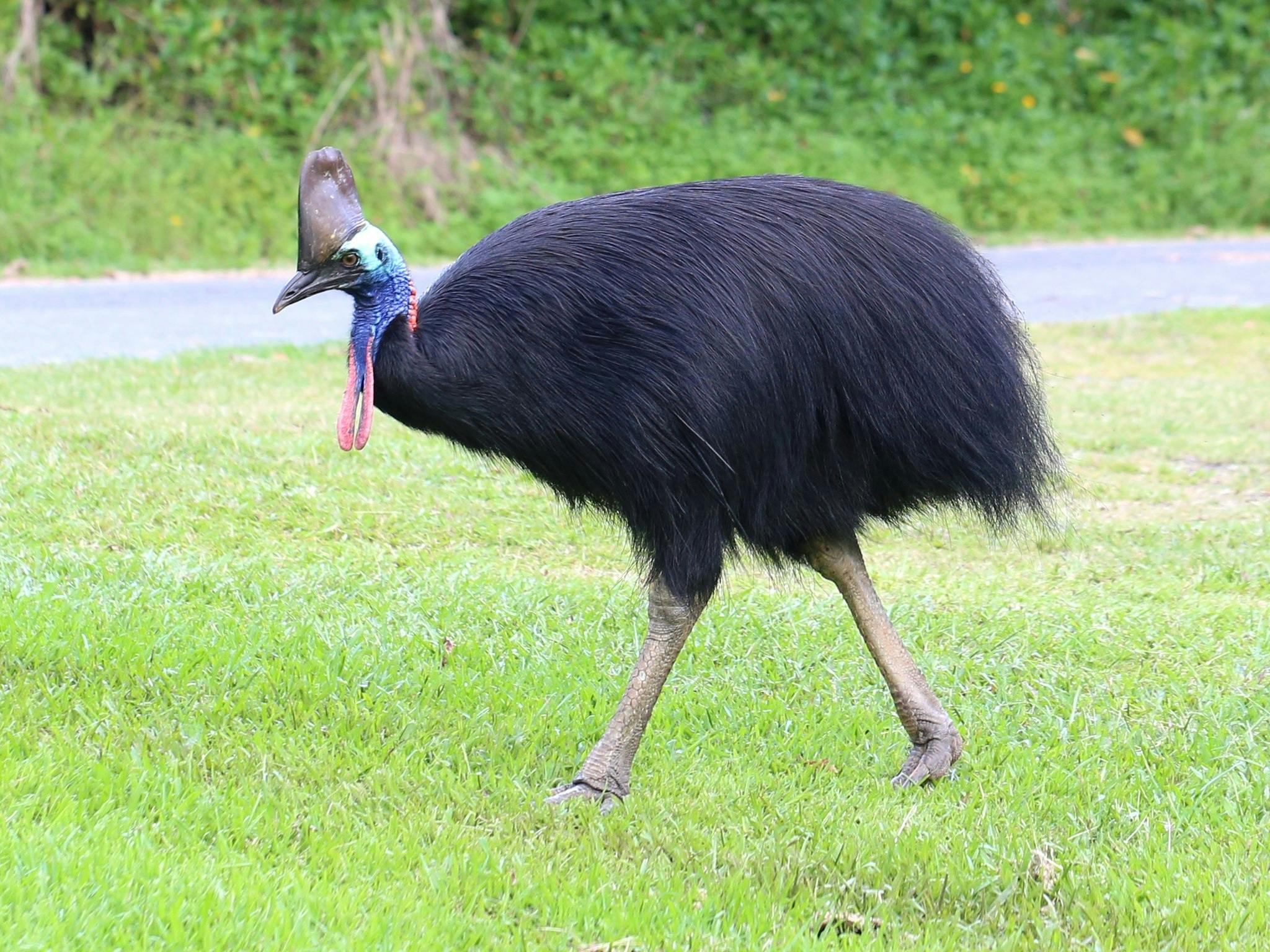 australia weird animals