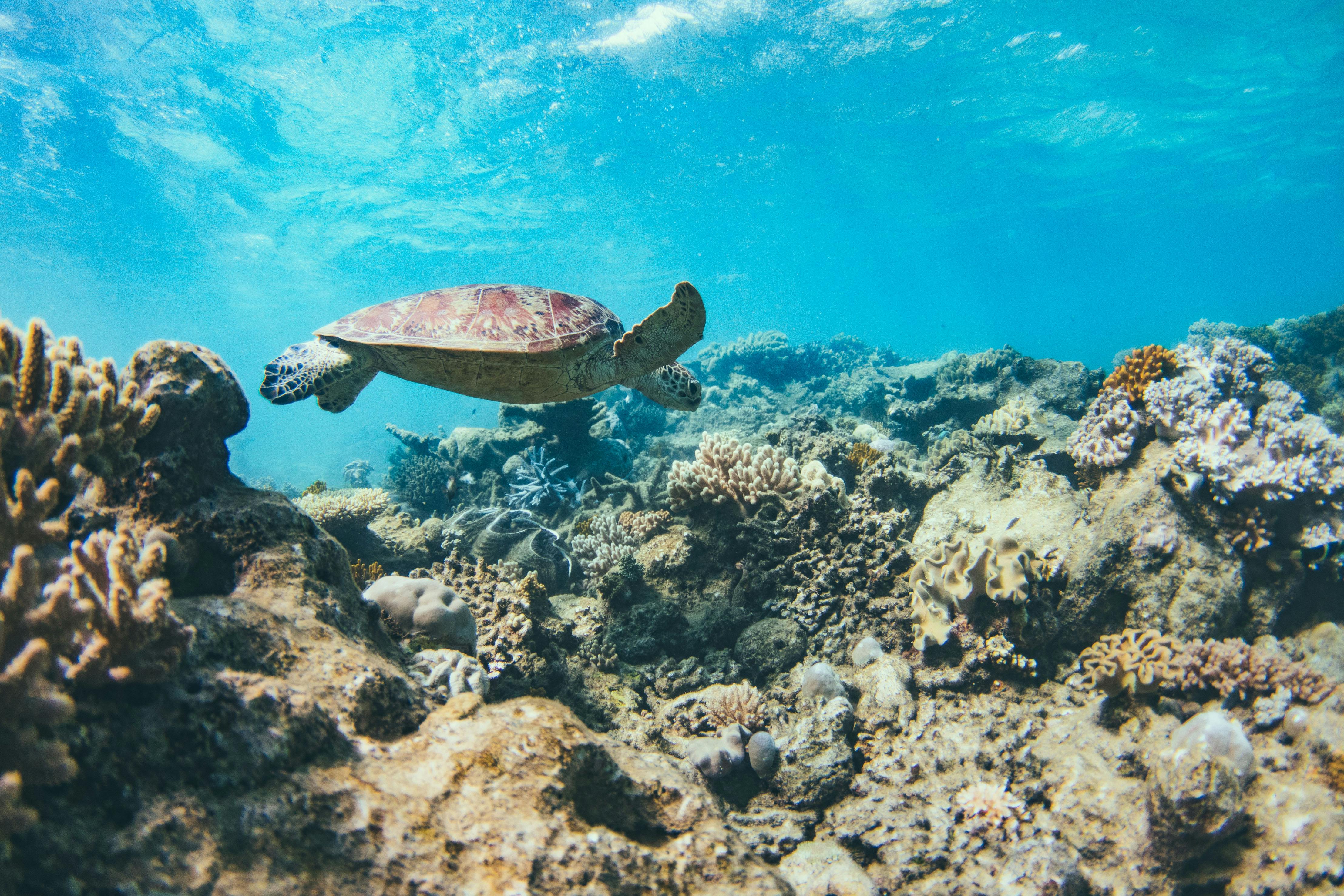 great barrier reef, things to do in cairns